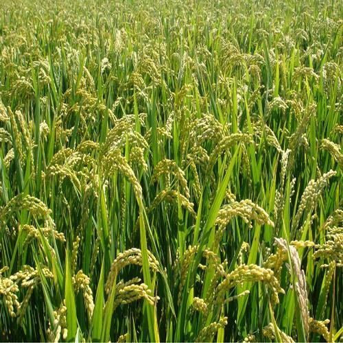 供应供应农作物种子常规水稻种子